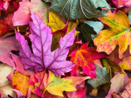 Ahornblätter, im Herbst bunt gefärbt, am Boden übereinander liegend.
