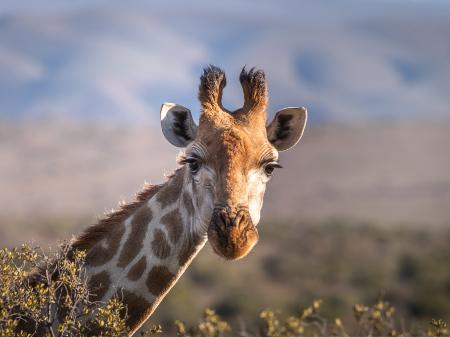 Kopf einer Giraffe