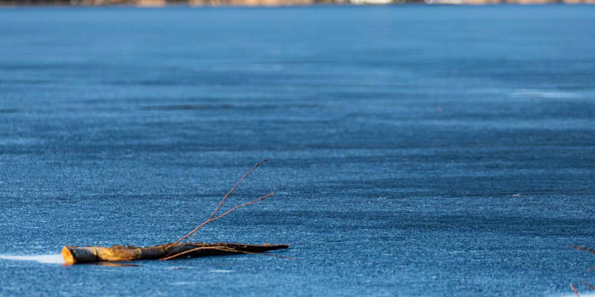 Holzstamm treibt im Wasser