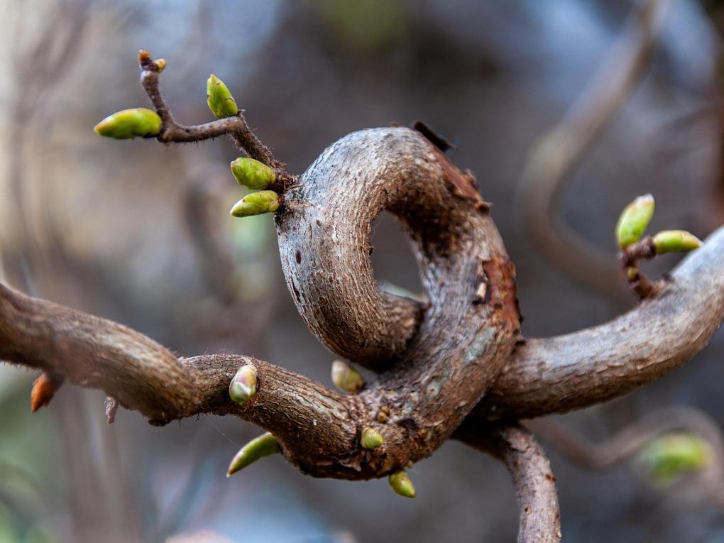 Ein Zweig ist in Form eines Knotens gewachsen.