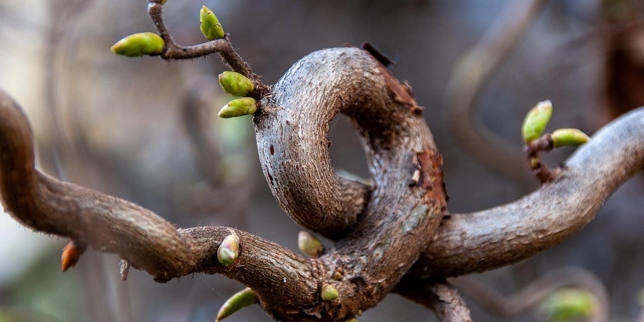 Ein Zweig ist in Form eines Knotens gewachsen.